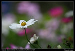 IMG_1996a