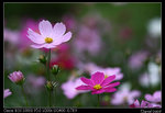 IMG_1997a