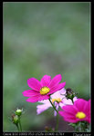IMG_1998a