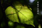 IMG_1715a