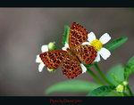 aIMG_9892a