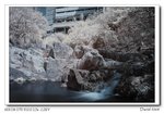 DSC_1379a