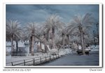 DSC_1469a