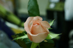 ISO 1600