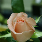ISO 1600 (100% crop)