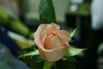 ISO 800