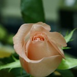 ISO 800 (100% crop)