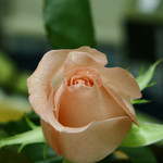 ISO 200 (100% crop)