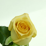ISO 100 (100% crop)