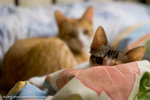 _MG_3010-2