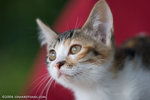 _MG_3421-2