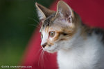_MG_3422-2