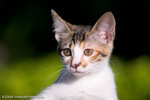 _MG_3436-2