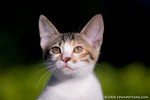 _MG_3439-2