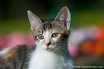 _MG_3474-2
