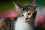 _MG_3476-2