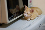 _MG_6555-2