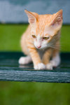_MG_6694-2