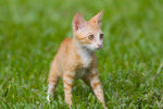 _MG_6736-2