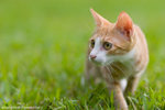 _MG_9090-2