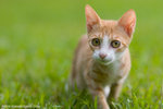 _MG_9092-2