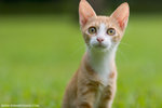 _MG_9096-2