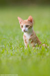 _MG_9115-2