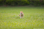 _MG_9129-2