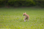 _MG_9130-2