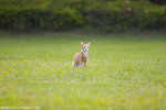 _MG_9147-2