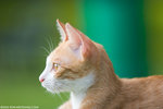 _MG_9154-2