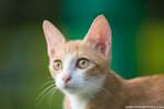 _MG_9158-2
