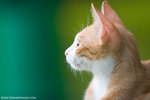 _MG_9167-2