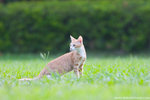 _MG_9174-2