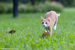 _MG_9230-2