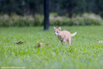 _MG_9233-2