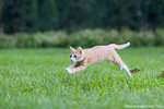 _MG_9235-2