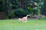 _MG_9250-2