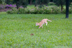 _MG_9255-2