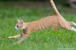 _MG_9264-2