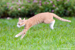_MG_9266-2