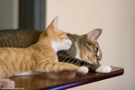 _MG_9392-2