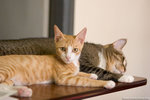_MG_9394-2