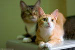 _MG_9440-2