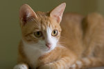 _MG_9678-3