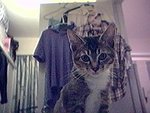 cat3