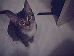 cat5