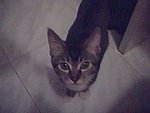 cat7