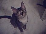 cat8