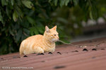 _MG_3705-2